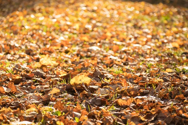 Folhas amarelas caídas no chão. Outono quente e seco. Cor do verão indiano — Fotografia de Stock
