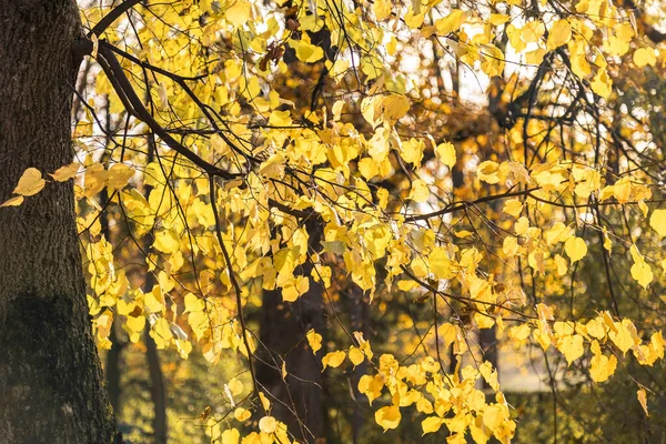 Fundo de outono. Folhas amarelas em uma árvore no parque. O sol brilha através da folhagem. — Fotografia de Stock