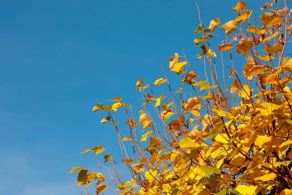 Fundo de outono para o projeto. Céu azul e folhagem amarela em uma árvore — Fotografia de Stock