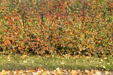 Düşük katlı çalılıklardan yapılmış canlı bir çit. Sonbahar yaprakları. Ön planda düşmüş akçaağaç yaprakları var..