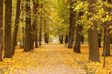 Sonbaharda park yolu. Düşen yapraklar yolda.