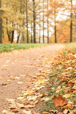 Sonbaharda park yolu. Düşen yapraklar yolda. Sonbahar konsepti