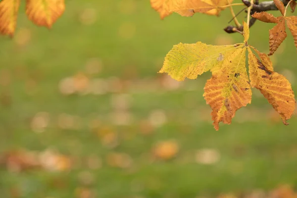 Yeşil çimlerin üzerinde sarı sonbahar yaprakları olan bir kestane dalı. Sonbahar konsepti — Stok fotoğraf