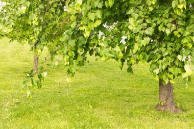 Genç çimlere karşı yeşil kavak dalları. Kentsel park alanı