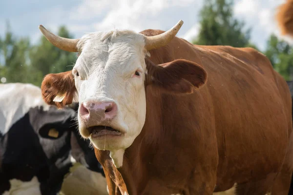 As vacas pastam numa quinta no prado. O touro roscado olha para a câmara. — Fotografia de Stock