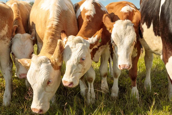 Os bezerros jovens em um campo de verão comem a grama selvagem. Agricultura animais — Fotografia de Stock