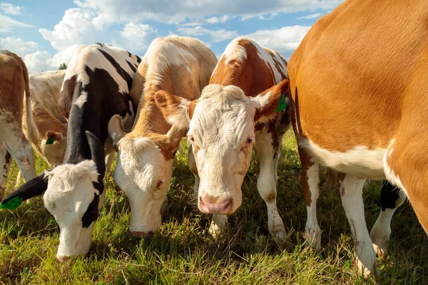 Os bezerros jovens em um campo de verão comem a grama selvagem. Agricultura animais — Fotografia de Stock