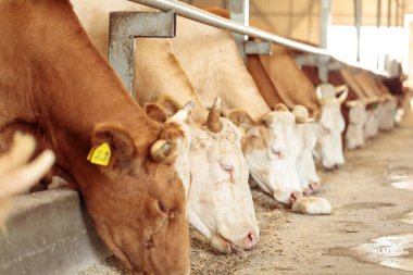 Ahırdaki inekler besleniyor. Çayırın ışık odası. İnekler sıraya dizilir