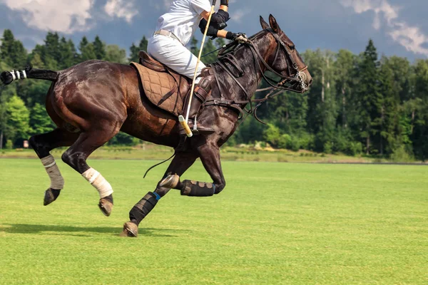 Un jugador de polo a caballo montando un caballo con un martillo en la mano salta al ataque por la pelota. Temporada de verano, copyspace —  Fotos de Stock