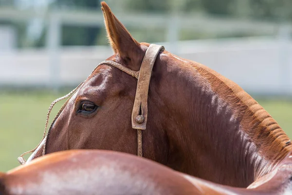 Portrait of a red horse against the background of green grass on the ranch. On the stallion leather bridle — Stock Photo, Image