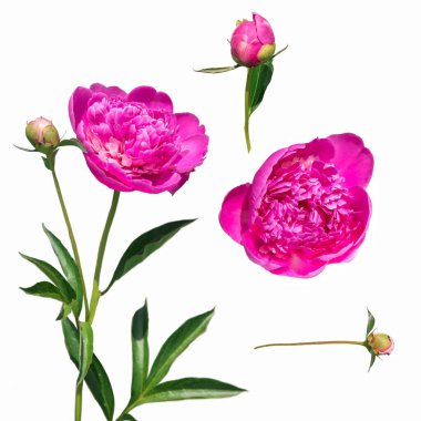 Parlak pembe çiçekler, tomurcuklar ve şakayık yaprakları beyaz izole bir arka planda.