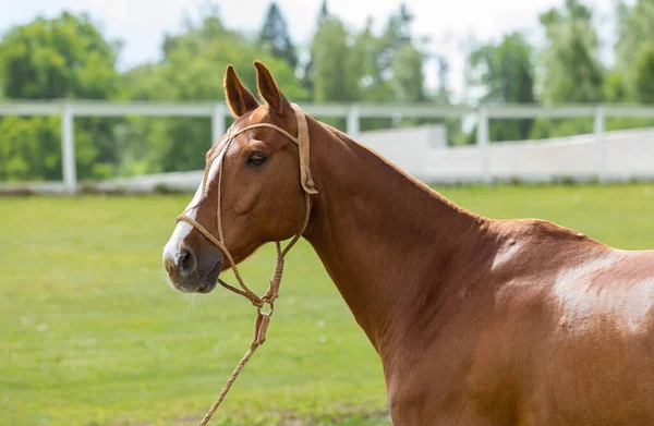 Retrato de um cavalo vermelho contra o fundo da grama verde no rancho. No freio de couro de garanhão — Fotografia de Stock