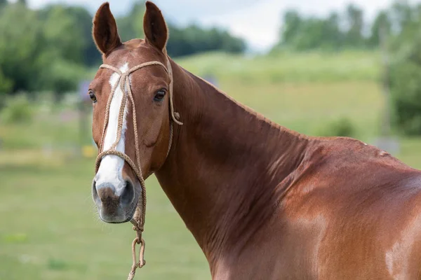 Retrato de un caballo rojo sobre el fondo de hierba verde en el rancho. En la brida de cuero semental —  Fotos de Stock