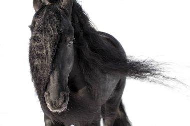 An adult Frieze stallion with a long black mane on a white background. Mane flutters in the wind clipart
