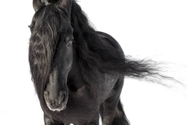 An adult Frieze stallion with a long black mane on a white background. Mane flutters in the wind — Stock Photo, Image