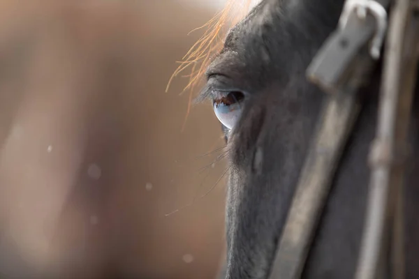 El ojo del caballo marrón es grande. Vista desde un lado. Concéntrate en los ojos y pestañas de los animales —  Fotos de Stock