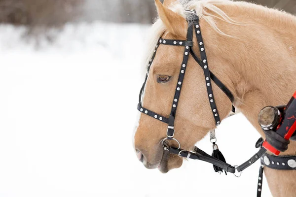 Grande retrato de um cavalo branco contra o pano de fundo de um campo de inverno — Fotografia de Stock