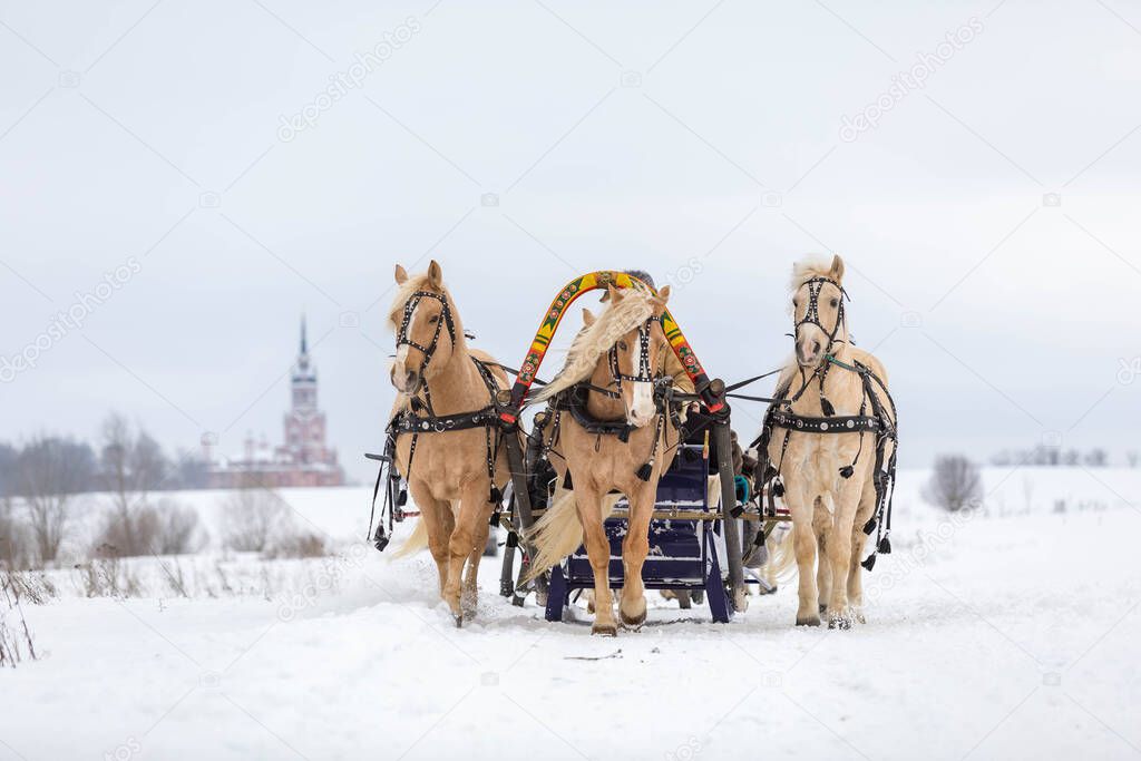 Russian traditional fun - galloping on three horses in winter in a sleigh. Three horses jump together at high speed.