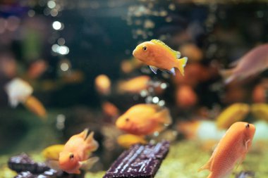Akvaryumdaki süs balığı. Arka planda hava kabarcıkları var. Seçici odak
