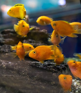 Akvaryumdaki süs balığı. Arka planda hava kabarcıkları.