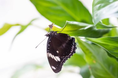 Büyük bir tropikal kelebek, bitkinin yeşil yapraklarının üzerinde oturur..