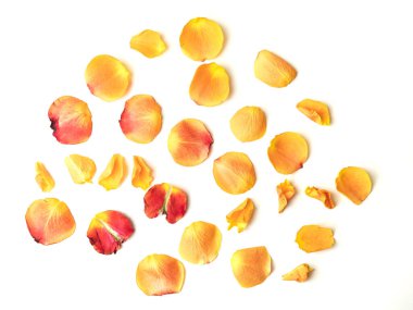 Beyaz arka planda uçan pembe yapraklar. Yukarıdan bak. Farklı boyutlarda ve çiçek yapraklarının farklı açılarında.