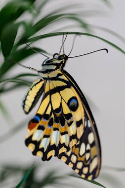 Papilio Machaon. Büyük tropikal kelebek. Parlak sarı renkli.