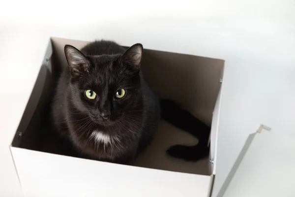 Un gato negro adulto se sienta dentro de una caja blanca y mira a la cámara. Fondo blanco, lugar para el texto — Foto de Stock