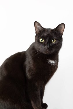 Yeşil gözlü siyah bir kedi beyaz arka planda oturur. İzole edilmiş.