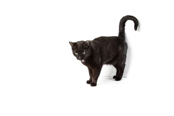 Gölgeli beyaz bir arka planda siyah bir kedi. Hayvan arkasına yaslandı ve şaşırdı.. — Stok fotoğraf