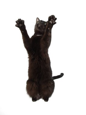 A black adult cat stands in a column sitting on a butt on a table. The front paws stretch upwards,
