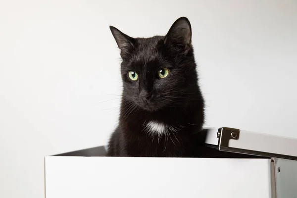 Un gato negro adulto se sienta dentro de una caja blanca y mira a la cámara. Fondo blanco, lugar para el texto — Foto de Stock