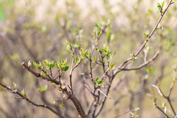 A tavasz háttér koncepciója. Fiatal zöld levelek nyílnak a fákon és bokrokon. Napsütés — Stock Fotó