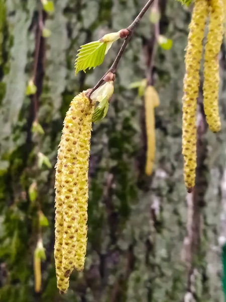 Nyírfa virágok. Egy virágzó fa fülbevalói. Pollen és allergia. A beporzás évszaka — Stock Fotó