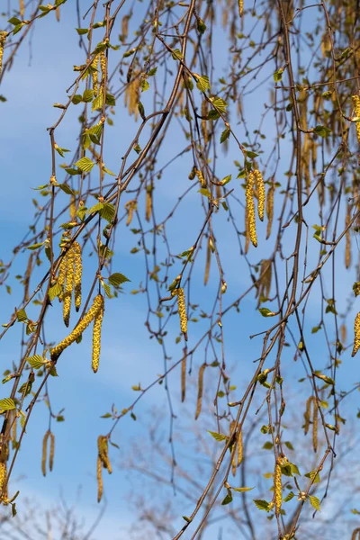 Filialer av björk blommar med njurar och pollen. Vårsäsongen av allergier och slineos. — Stockfoto