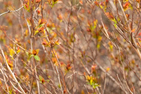 Ανοιξιάτικη φύση Νεαρά φύλλα του υπέργηρου θάμνου σε κίτρινες, πορτοκαλί και πράσινες αποχρώσεις — Φωτογραφία Αρχείου