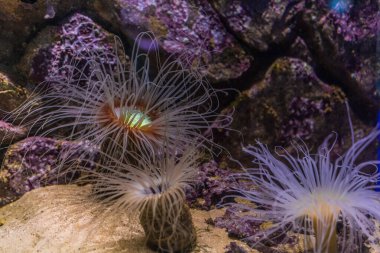 Silindir şakayık, Cerianthus membranaceus. Mercan kayalıklarındaki deniz canlıları. Polipler ve mercanlar. Sıcak tropikal denizler