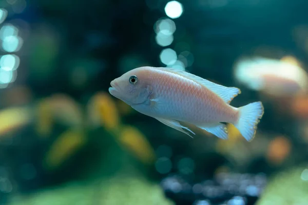 Cichlid de peixe aquário no aquário. Criação em casa — Fotografia de Stock