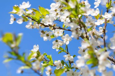 Bahar çiçeği bahçesi. Kiraz dalında bir sürü beyaz tomurcuk ve çiçek. Mavi gökyüzü arkaplanı