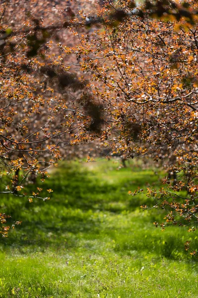 Ogród i park na wiosnę. Zielona trawa i niskie drzewa wiśniowe z różowymi kwiatami. — Zdjęcie stockowe