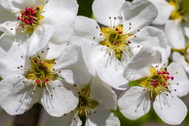 Beyaz elma ağacı çiçekleri yakın plan..