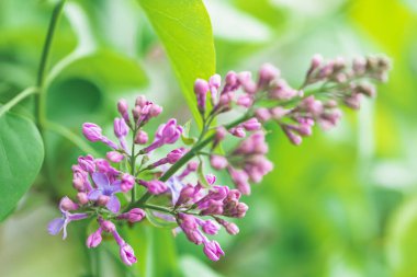 Bahçede bahar çiçekli leylak çalıları. Yakın çekim tomurcukları ve çiçekler. Çiçekli dallar.
