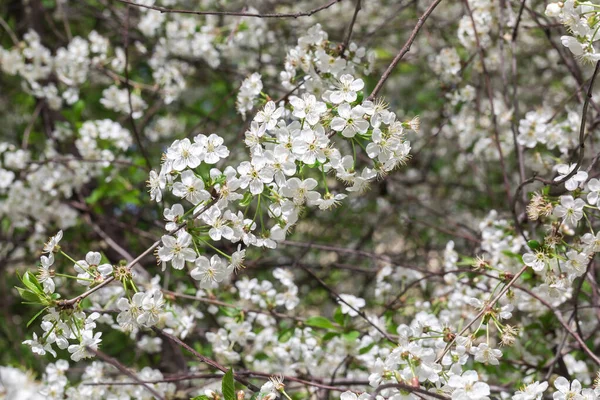 Un riche cerisier dans le jardin. bourgeons et fleurs blanc printemps. Jardin fruitier — Photo