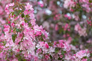 Mayıs ayında açan pembe elma ağacı Rudolph, pembe bir elma ağacıdır. Bol bol çiçek var..