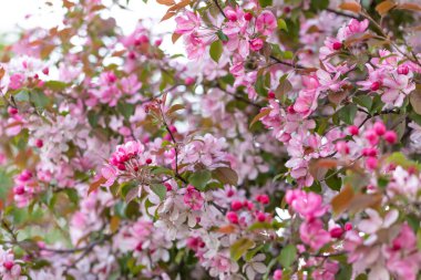 Bahar çiçeği arkaplanı. Çiçekli elma ağacı pembedir. Kalın cilt bakımı ve yapraklar
