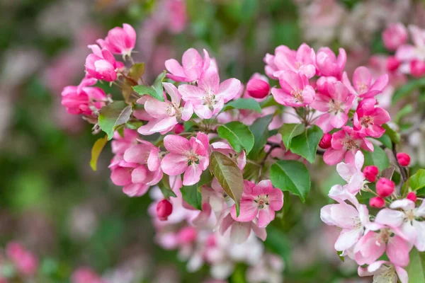 Bahar çiçeği arkaplanı. Çiçekli elma ağacı pembedir. Kalın cilt bakımı ve yapraklar