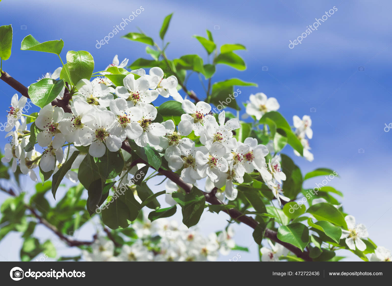 郁郁葱葱的苹果树.果树上的白花。春天的花园开着花的分枝蓝天背景——图库图片© elena2067.mail.ru #472722436, image size:1600x1167