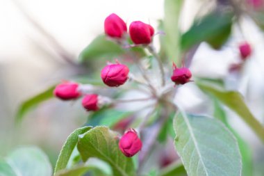 Kırmızı elma tomurcukları. Çiçekli bahçeler ve meyve ağaçları.