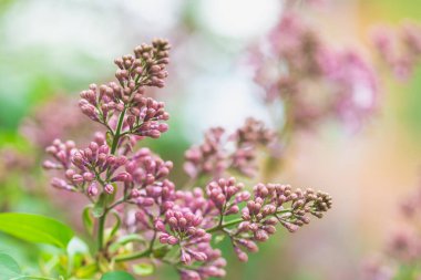 Bahçede bahar çiçekli leylak çalıları. Yakın çekim tomurcukları ve çiçekler. Çiçekli dallar.