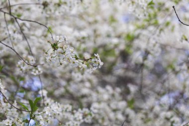Bahçede zengin bir kiraz ağacı. Bahar beyaz tomurcukları ve çiçekler. Meyve bahçesi.
